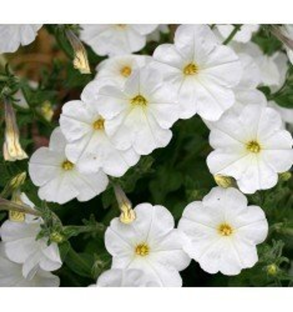 Петуния гибридная Трилоджи Вайт