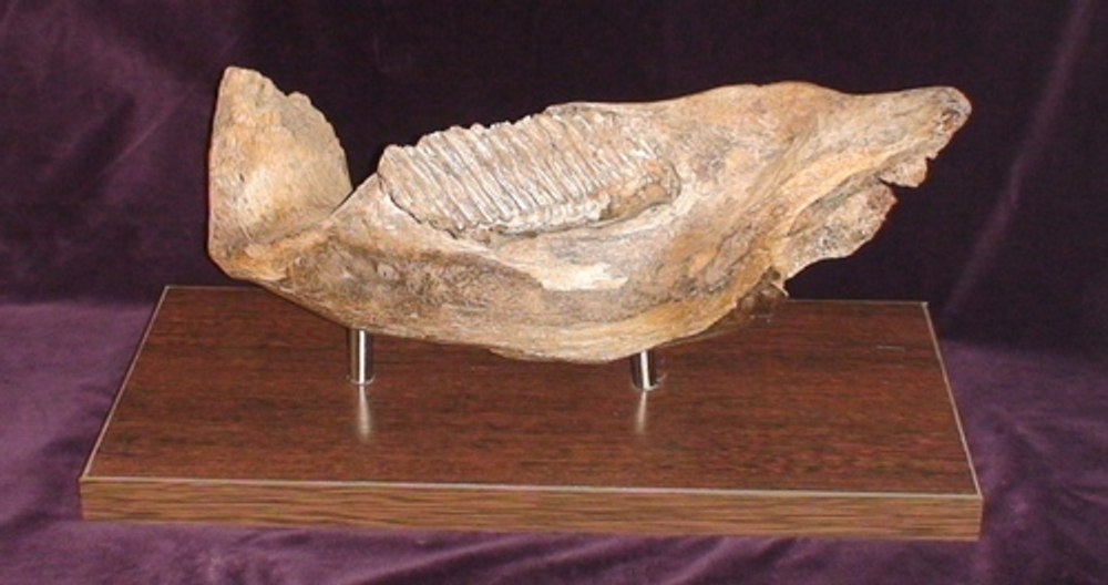 Фрагмент челюсти мамонта (jaw fragment of mammoth)
