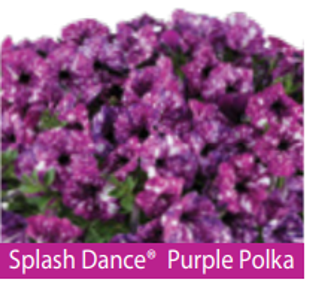 ЕВРО Петуния Splash Purple Polka ОКС укорененные черенки В наличии