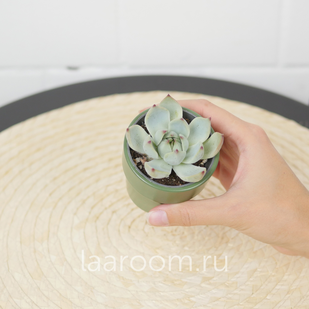 Эхеверия Колората