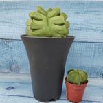 Astrophytum Myriostigma XXL (Астрофитум)