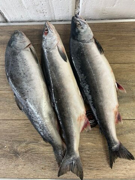 Горбуша с/м непотрошеная