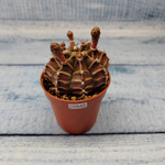 Gymnocalycium Friedrichii (Гимнокалициум)