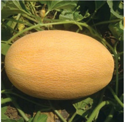 Мазиан F1 семена дыни (Clause / Клос)