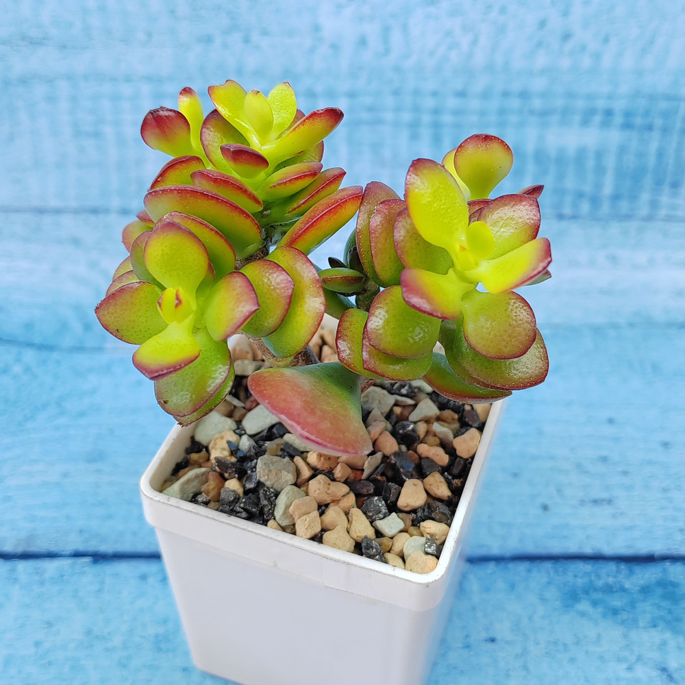 Crassula Minor Crosby's compact (Крассула)