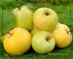 Яблоня Атлантка