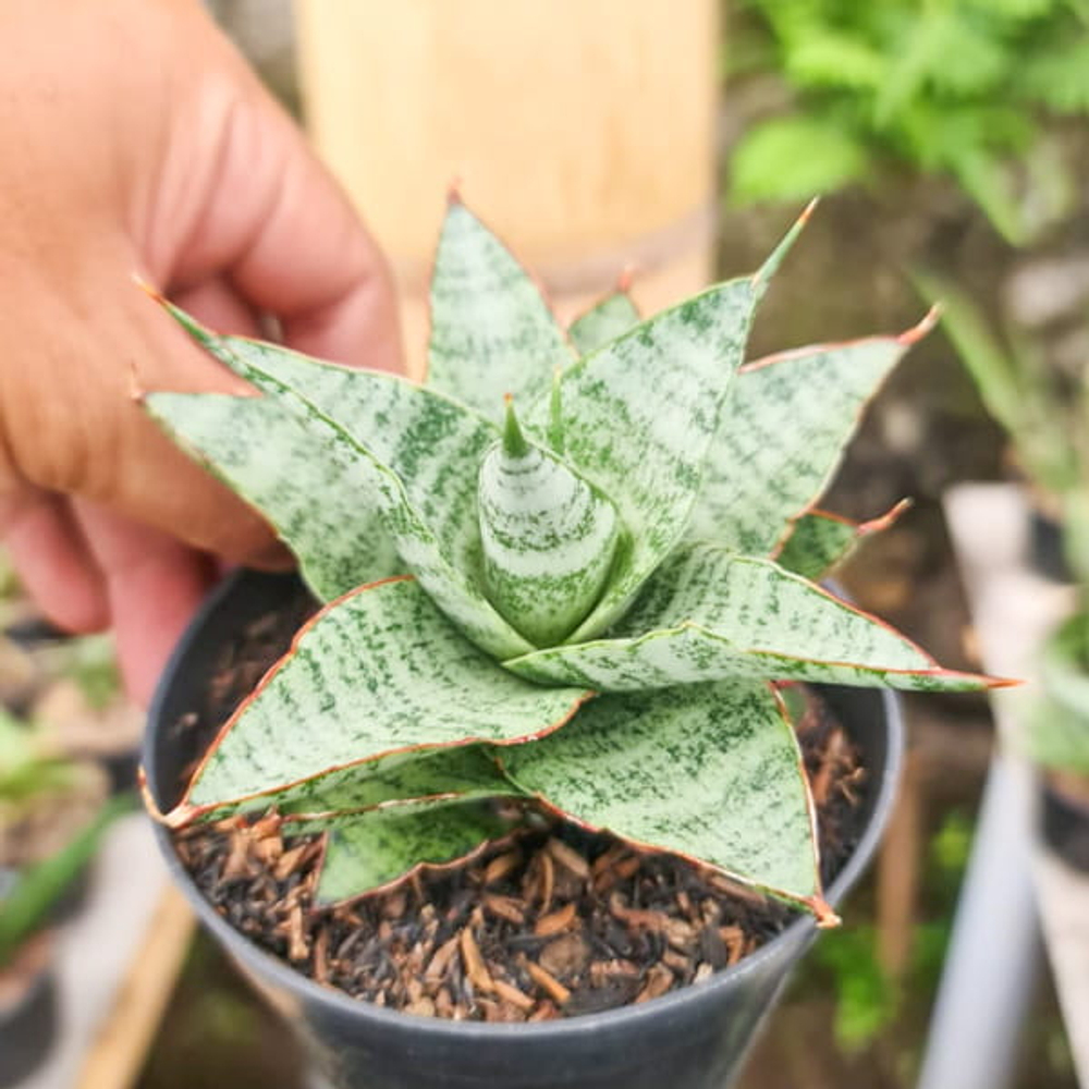 Сансевиерия LIWA