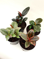 Фикус Эластика (MIX) СП