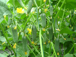 Огурец Сигурд F1 7шт Мировые Семена VITA GREEN