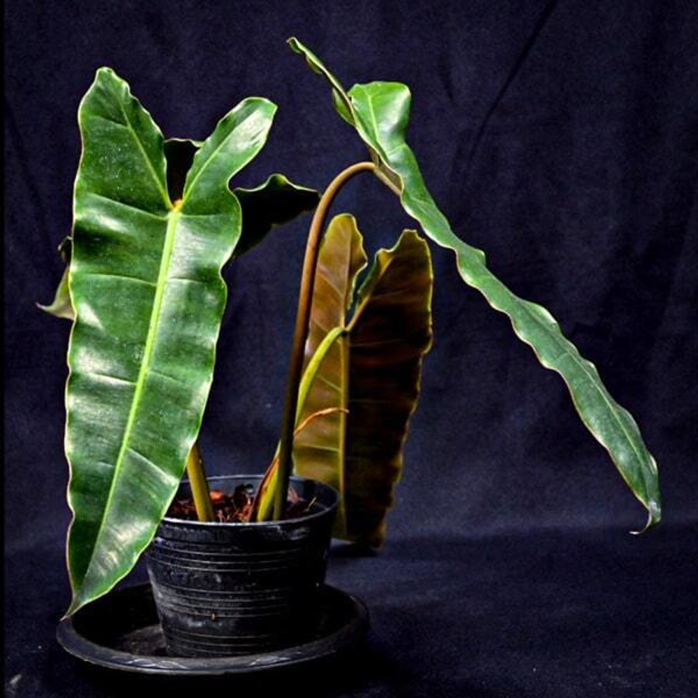 Филодендрон BILLIETIAE DARK BROWN