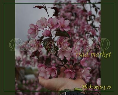 Яблоня декоративная Недзвецкого