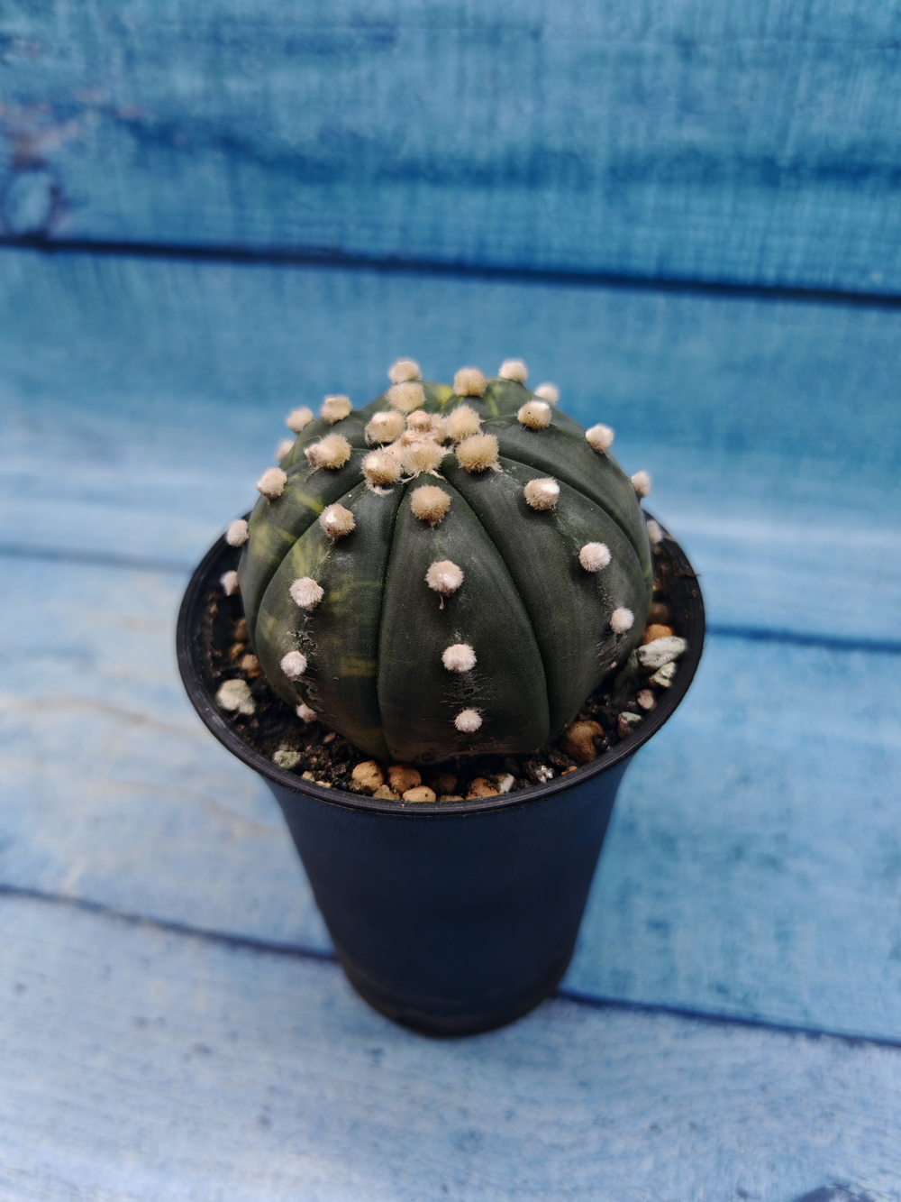 Astrophytum Asterias variagate (Астрофитум)