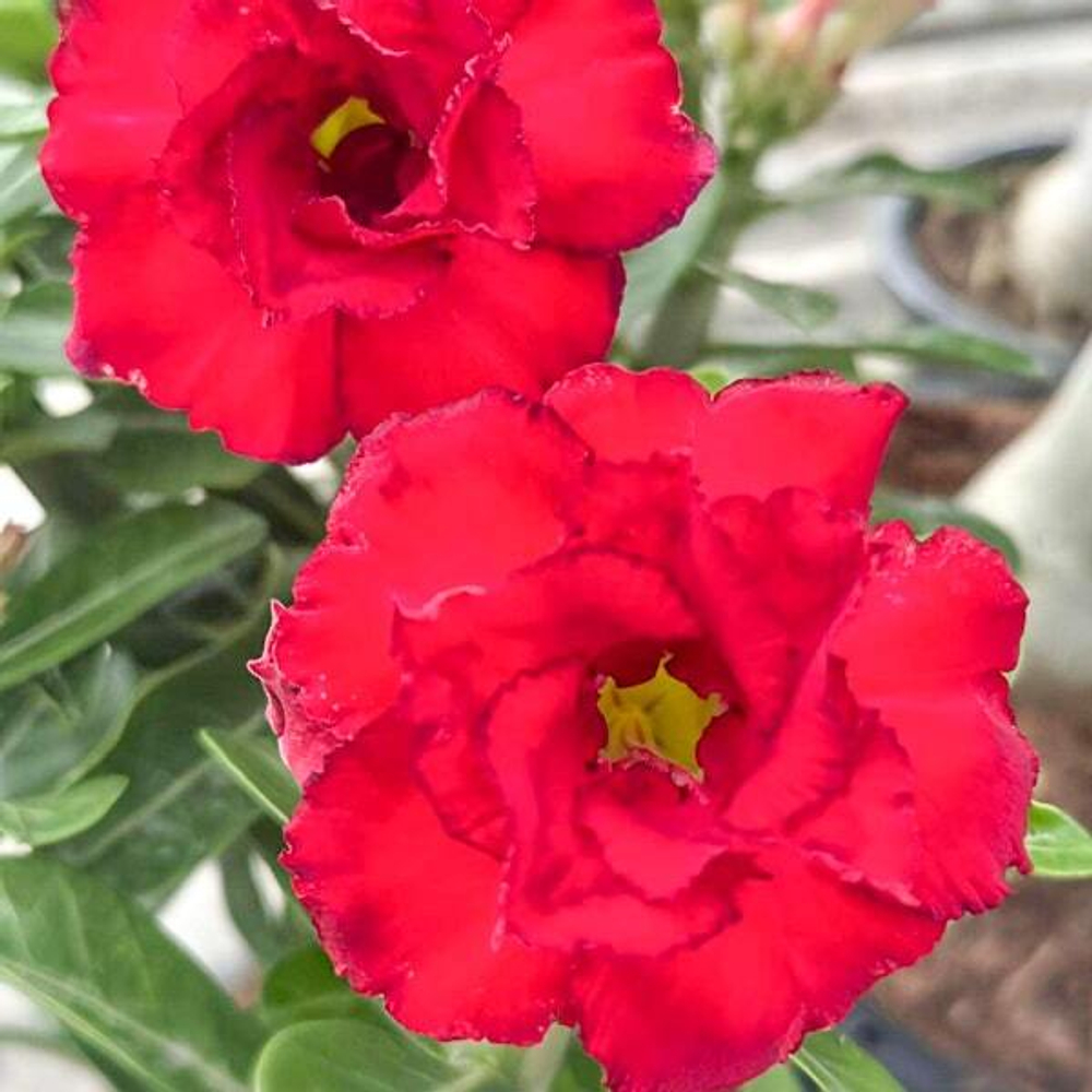 Адениум JINDRA