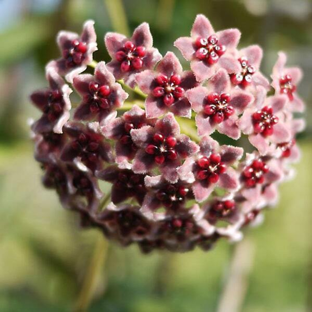 Хойя 96-GLOBULIFERA CHOCOLATE FLOWERS