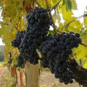 Монтепульчано (Montepulciano) - красный сорт винограда