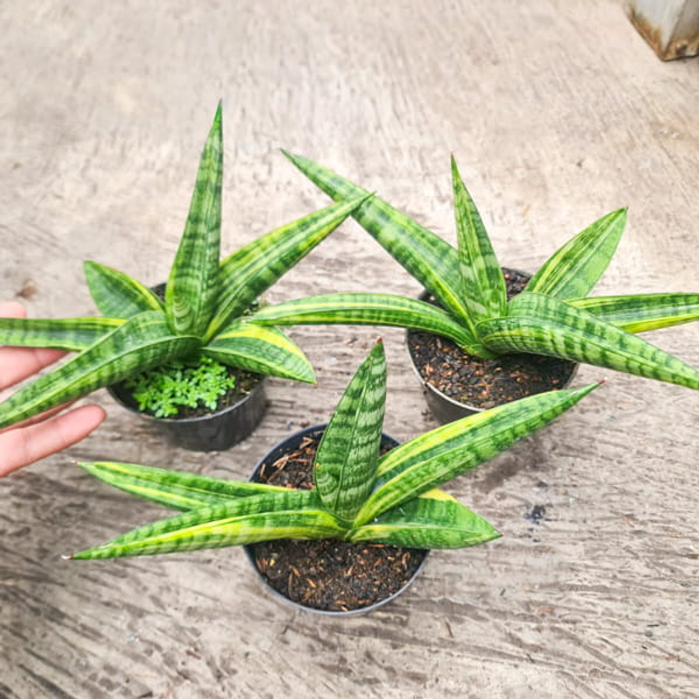 Сансевиерия MARSHA ANJANI VAR