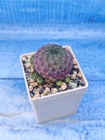 Sulcorebutia rauschii (Сулькоребуция)