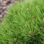 Сосна черная Мари Брегон на штамбе