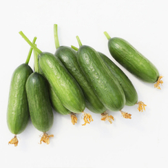 Орхан F1 семена огурца (Гавриш)