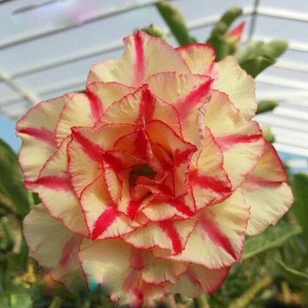 Адениум MONDOLIKO