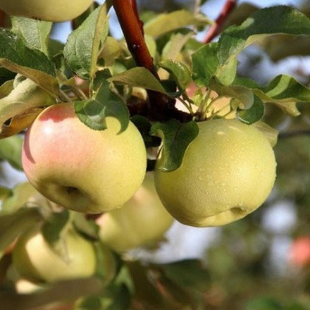 Яблоня осенняя Детское