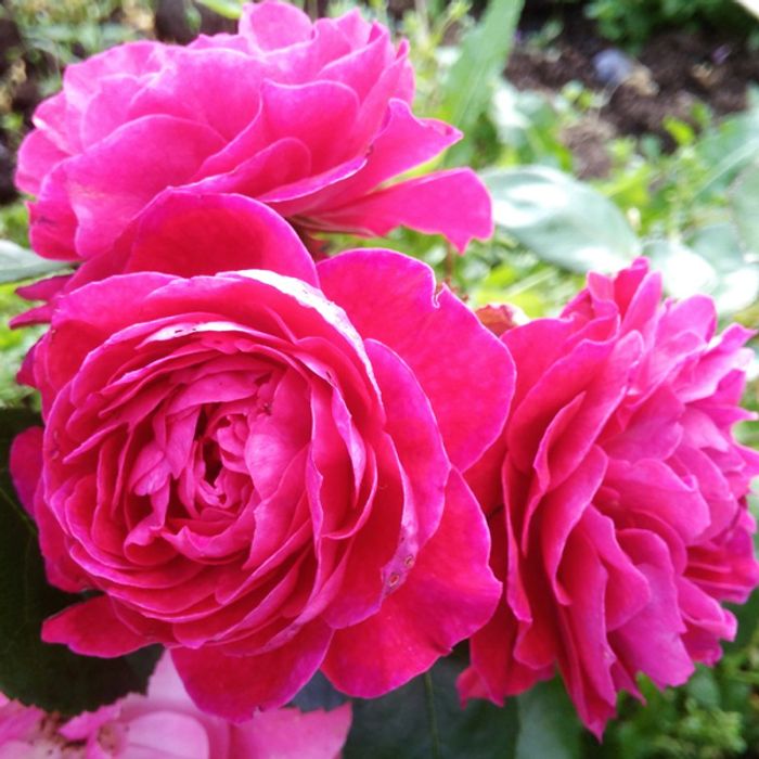 Роза флорибунда Домейн де Ст Жан Борегар &quot;Domaine de St Jean de Beauregard&quot; купить саженцы роз