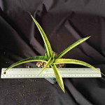 Сансевиерия CORDOVA GIANT VAR