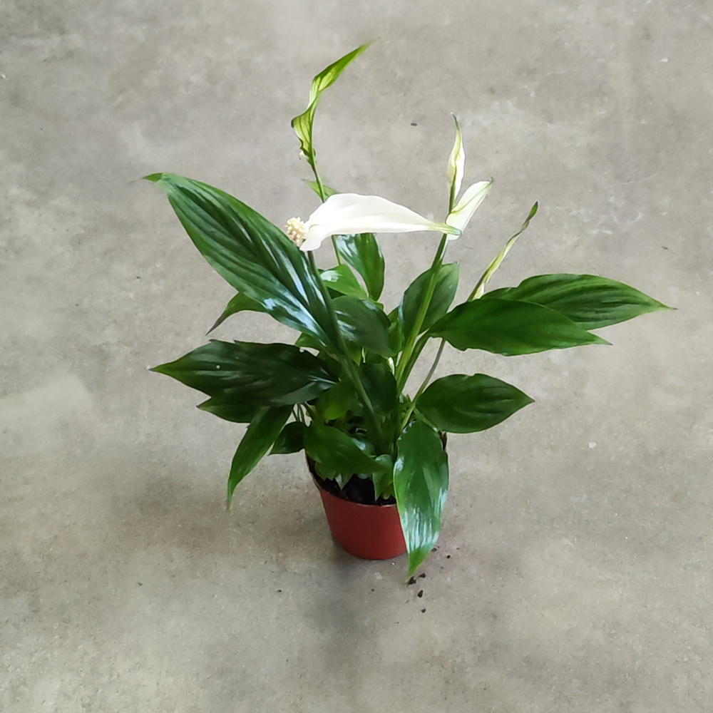 Спатифиллум Шопен