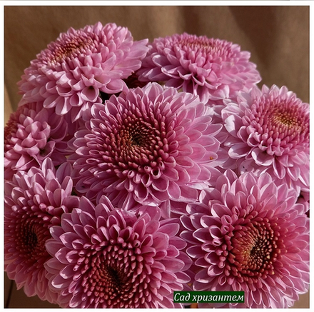 Кустовая хризантема   Бон-бон  ☘🌻 к.18   (отгрузка  Сентябрь)