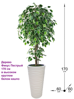 Искусственное дерево Фикус Пестрый 170 см в высоком круглом белом кашпо