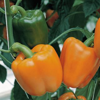 Перец сладкий Магно F1 500 (семян)