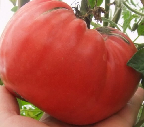 Эпштейн картофельный лист Epstein's Potato Leaf