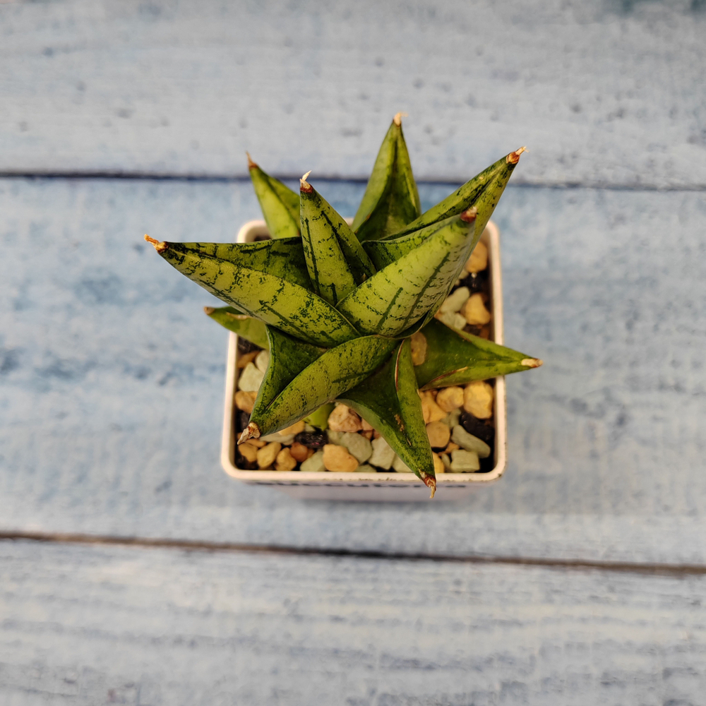 Sansevieria Rocky Crown (Сансевиерия)