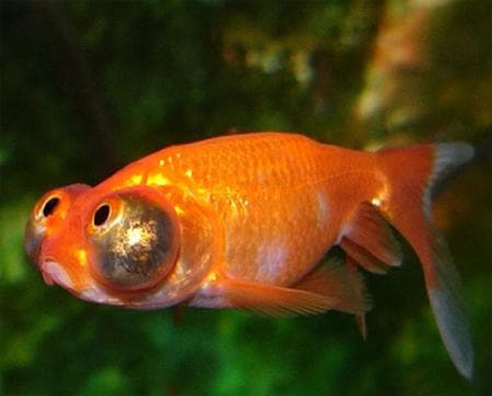 (049)  Звездочет красный (Carassius auratus var.), S