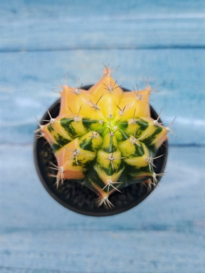 Gymnocalycium Variegata (Гимнокалициум Вариегатный)