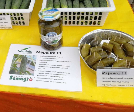 МЕРЕНГА F1 семена огурца партенокарпического (Seminis) купить – фото 15