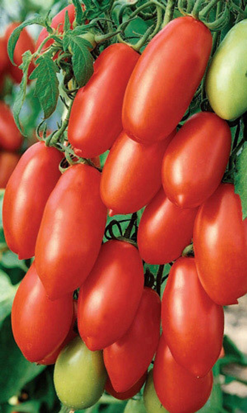 Засолочный пальчик