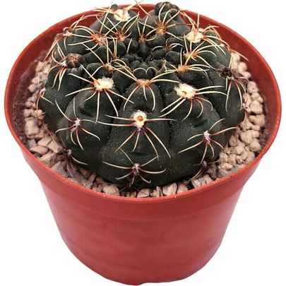Гимнокалициум Дамси (Gymnocalycium damsii)