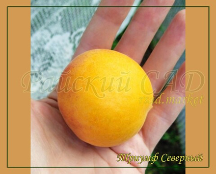 Абрикос Триумф северный