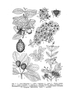 Деревья и кустарники СССР. Том 5 Миртовые, маслиновые | С.Я. Соколов