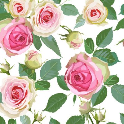 Розовые розы на белом фоне