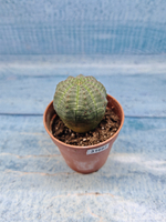 Euphoria Obesa (Эуфорбия)