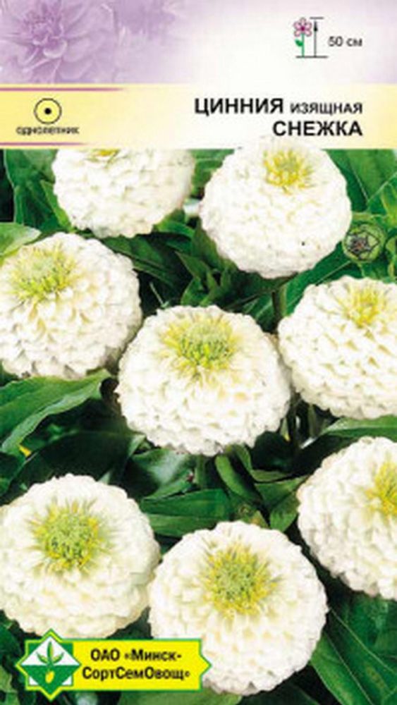 Цинния изящная лилипутовая &quot;Снежка&quot; 0.5г, Германия.
