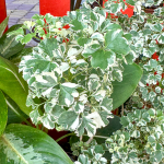 Полисциас – Polyscias spp