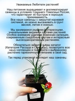 Гвоздика Беби Дорис ампельная