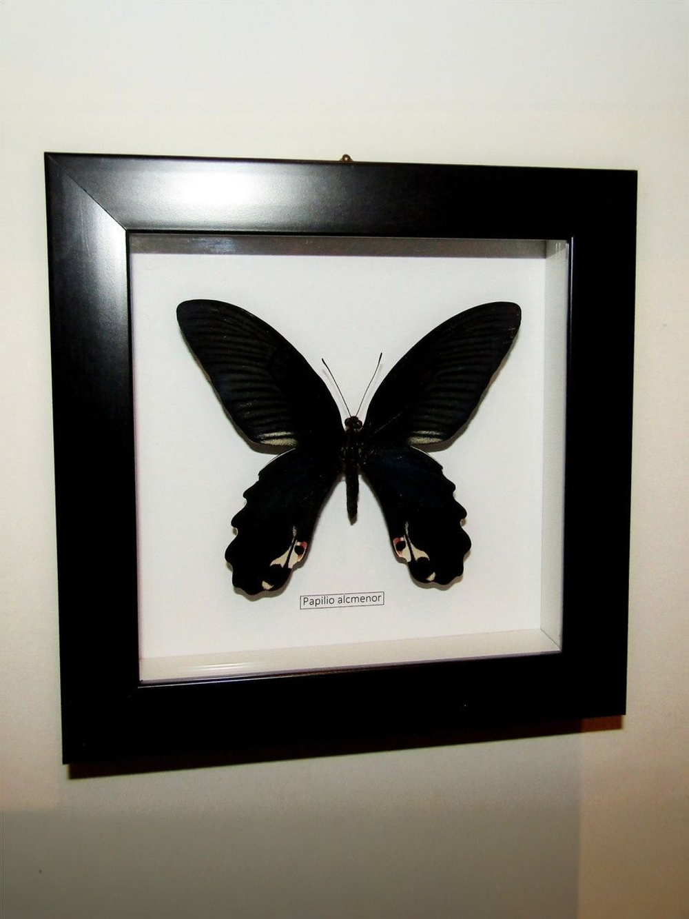 Бабочка Papilio alcmenor в рамке