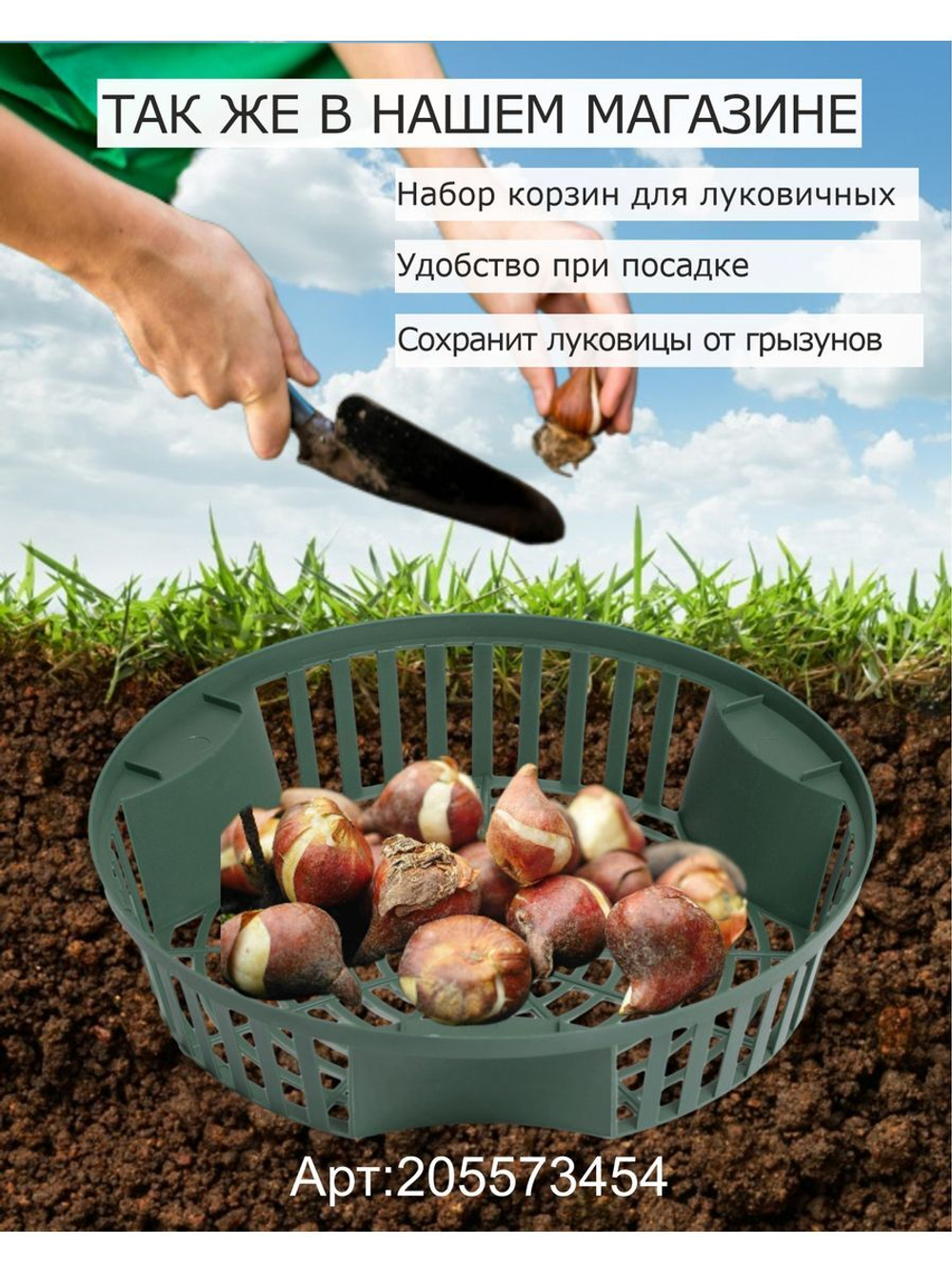 Тюльпан Луковица, Пурпл Флаг, 10шт
