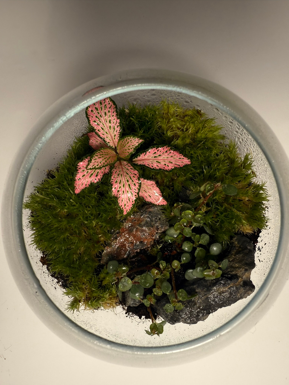 Флорариум XS (до 10 см)