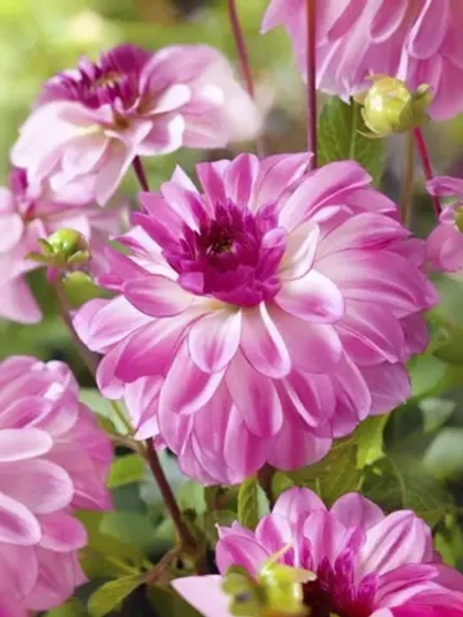 Георгин декоративный Гарден Куин