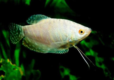 Гурами мраморный Платиновый